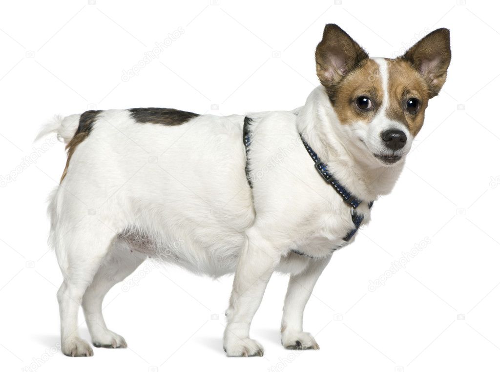 Jack Russell terrier, 6 years old, standing in front of white background