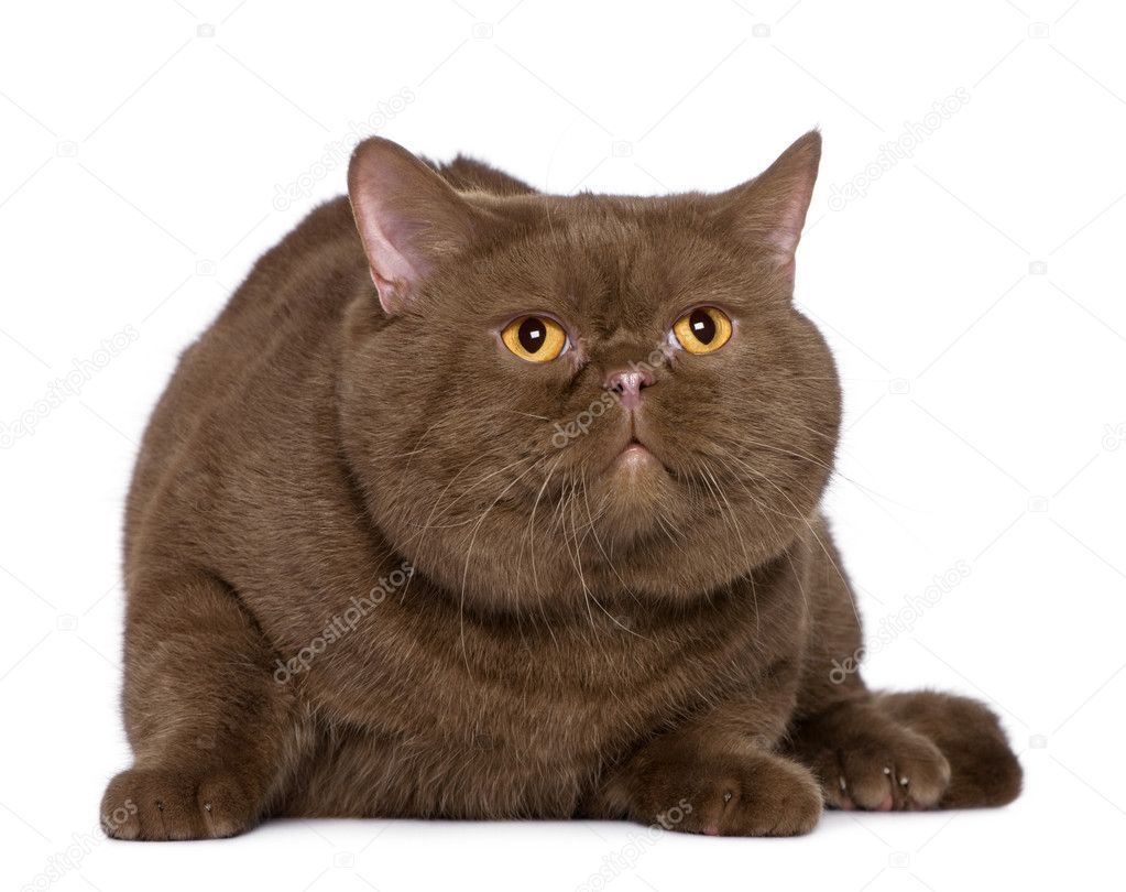 British Shorthair Cat 4 Years Old In Front Of White Background