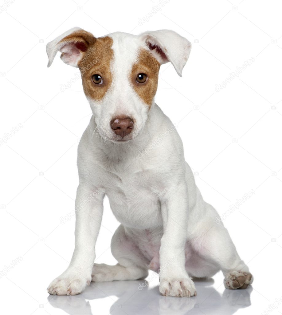 Jack Russell terrier puppy, 4 months old, sitting in front of white background