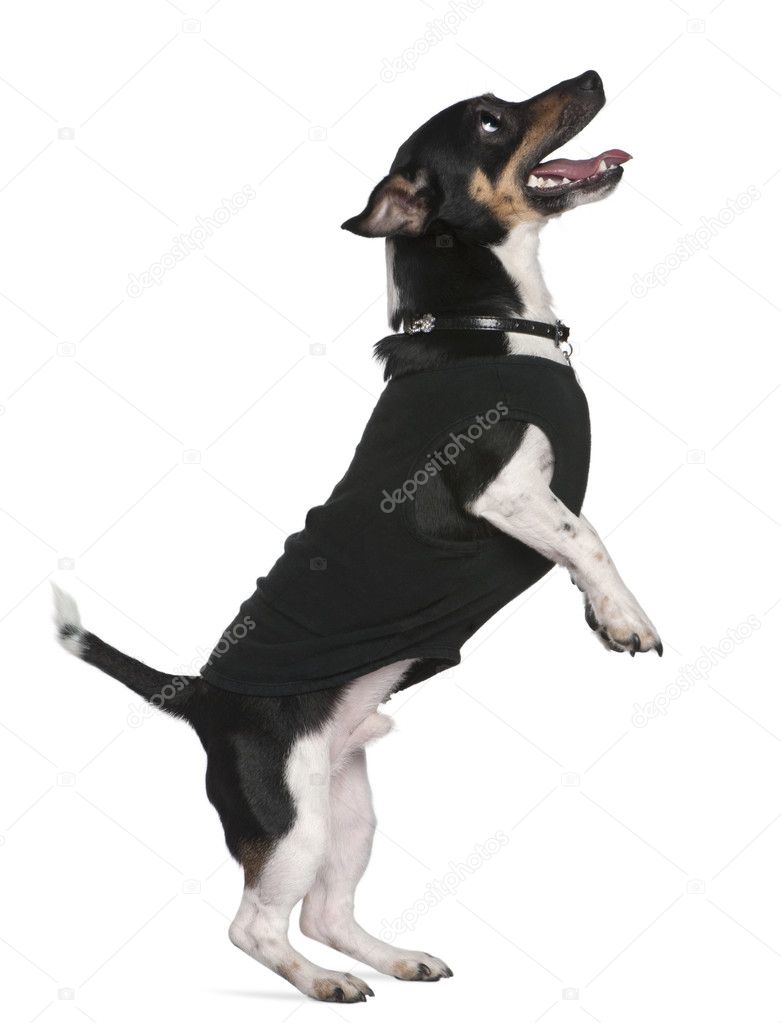 Jack Russell terrier standing on hind legs looking up, 2 and a half years old, in front of white background