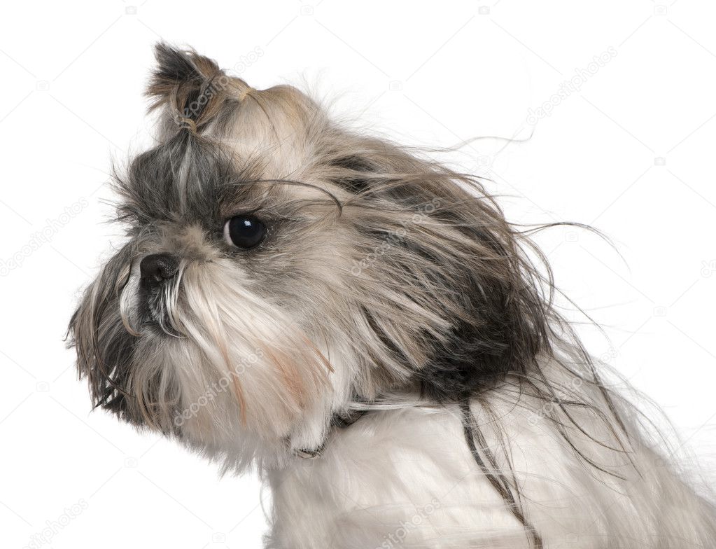Shih Tzu, 4 years old, standing in front of white background
