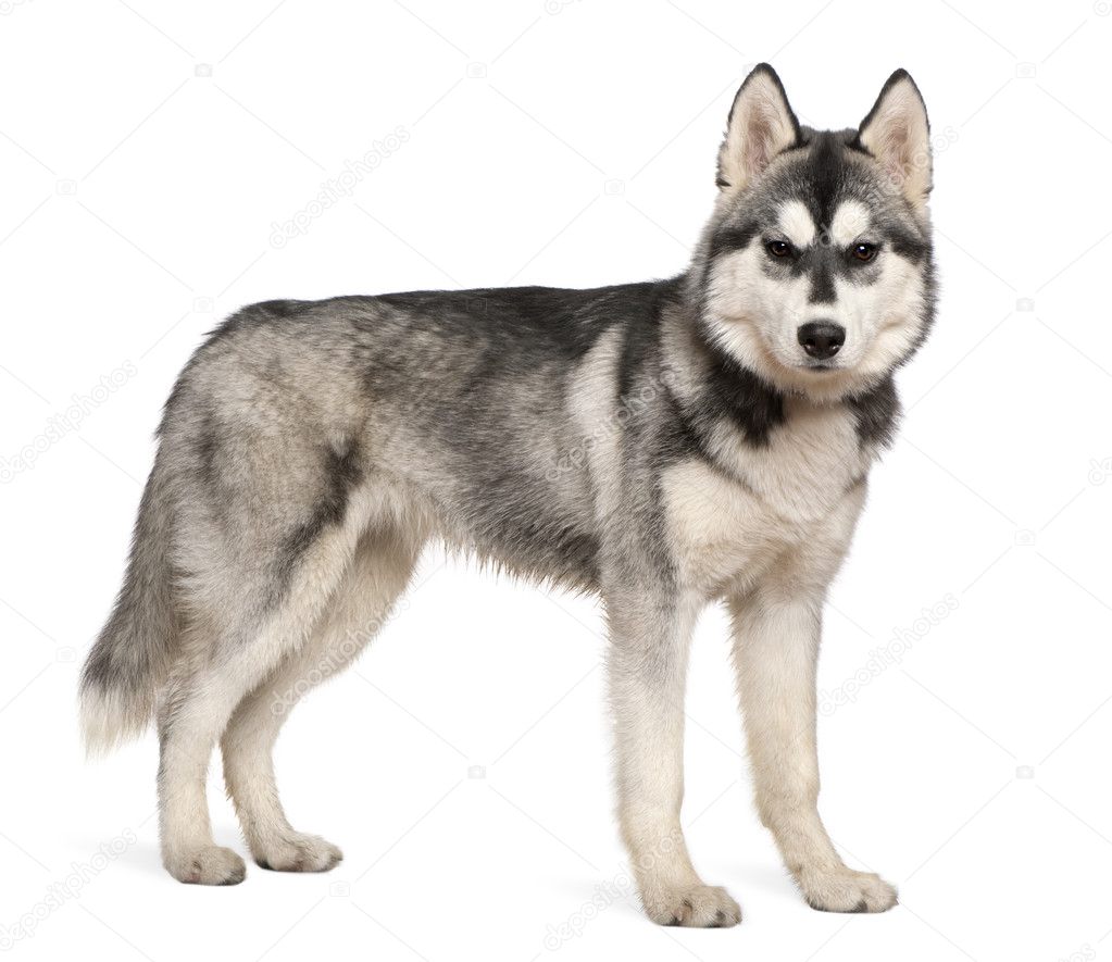 Siberian husky, 6 months old, standing in front of white background