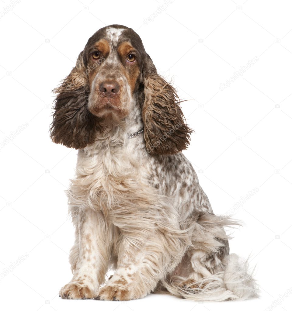 English Cocker Spaniel, 30 months old, sitting in front of white background