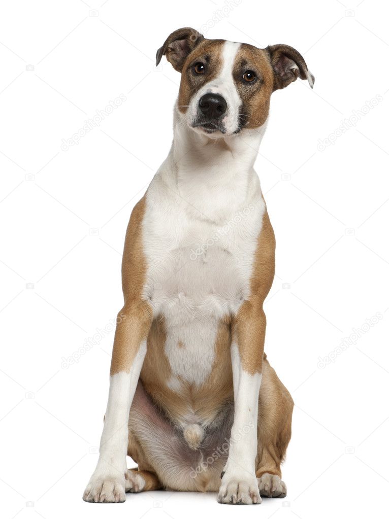 Levrier dog, 2 and a half years old, sitting in front of white background
