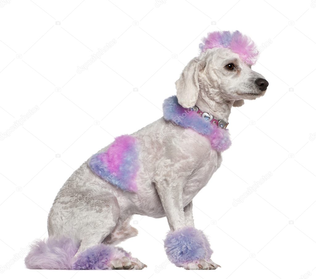 Groomed poodle with pink and purple fur and mohawk, 1 year old, sitting in front of white background