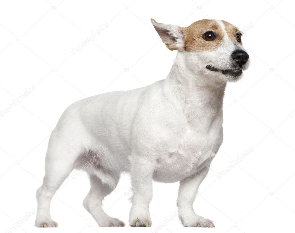 Jack Russell Terrier, 2 years old, standing in front of white background