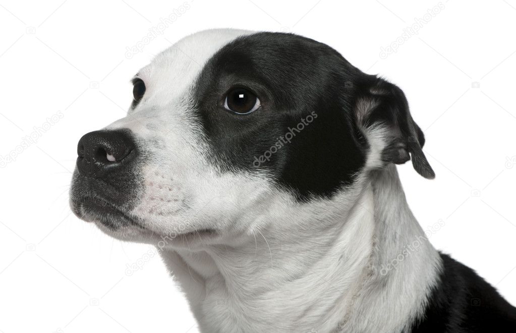 Close Up Of American Staffordshire Terrier Mixed With A Border