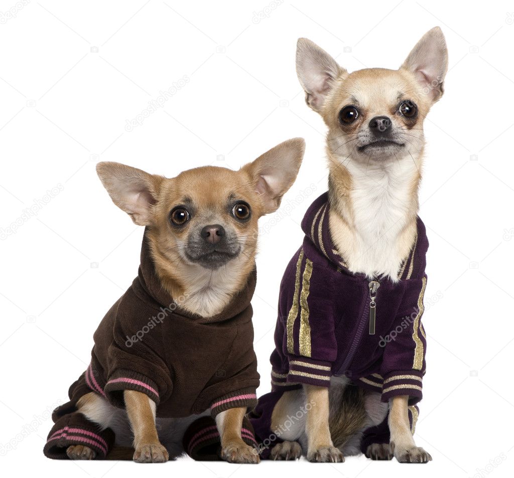 Two dressed Chihuahuas in track suits, 1 and a half and 1 years old, sitting in front of white background