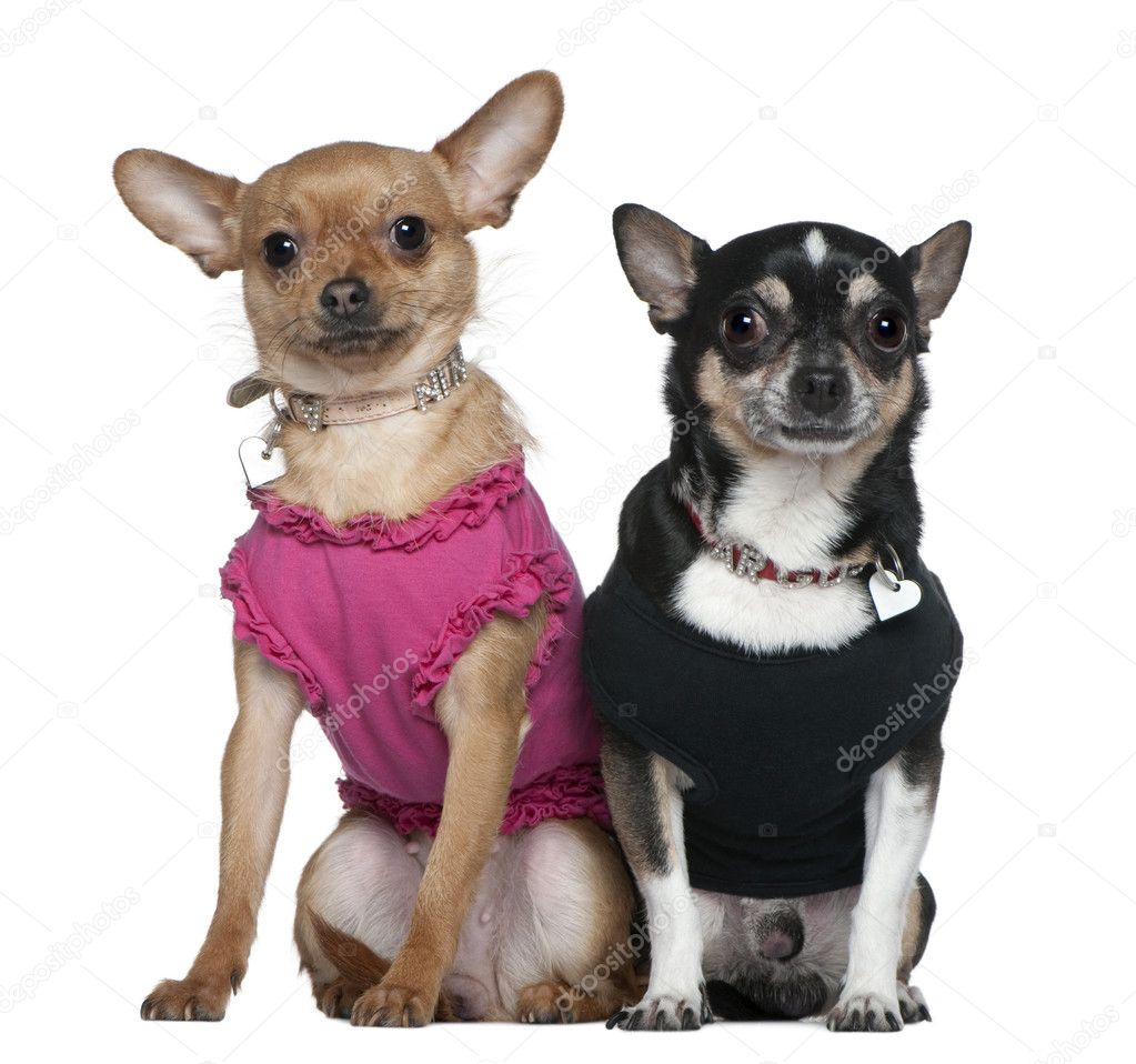 Two dressed Chihuahuas, 9 years old and 18 months old, sitting in front of white background