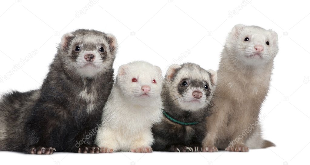 Group of four ferrets, 5 years, 6 years, 3 years, 1 years old, in front of white background