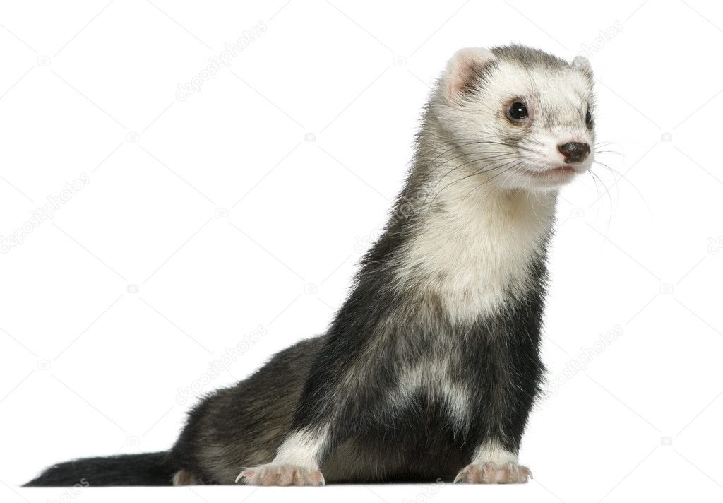 Ferret, 3 and a half years old, in front of white background
