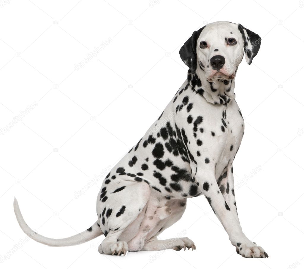 Dalmatian, 4 years old, sitting in front of white background