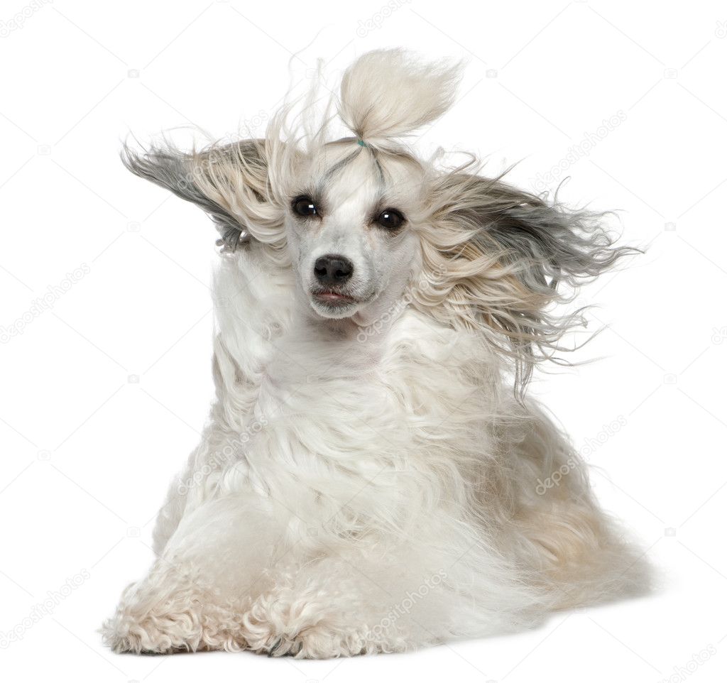 Chinese Crested Dog with hair in the wind, 2 years old, in front of white background