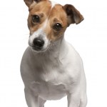 Adorable jack russell terrier puppy standing — Stock Photo © Zuzule ...