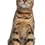 Bengal cat, year old, in front of white background — Stock Photo