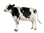 Holstein kráva, 5 let starý, stojící proti Bílému pozadí