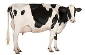 Holstein kráva, 5 let starý, stojící před bílým pozadím