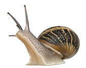 Garden Snail in front of white background