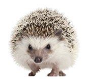 Four-toed Hedgehog, Atelerix albiventris, 2 years old, balled up in front of white background