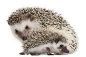 Four-toed Hedgehogs, Atelerix albiventris, 3 weeks old, in front of white background