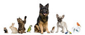 Картина, постер, плакат, фотообои "group of pets together in front of white background", артикул 10897292