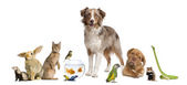 Картина, постер, плакат, фотообои "group of pets together in front of white background", артикул 10897301