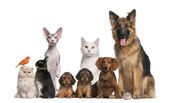 skupina domácí zvířata: pes, kočka, pták, králík