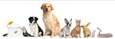 Картина, постер, плакат, фотообои "group of pets sitting in front of white background", артикул 10898030