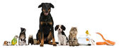 Картина, постер, плакат, фотообои "group of pets sitting in front of white background", артикул 10898512