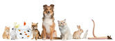 Картина, постер, плакат, фотообои "group of pets sitting in front of white background", артикул 10898970