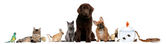 Картина, постер, плакат, фотообои "group of pets sitting in front of white background", артикул 10899310