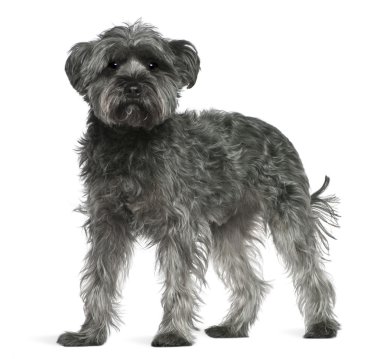 Mixed-breed dog, 4 years old, standing in front of white background clipart