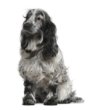 İngiliz cocker spaniel, 4 yıl yaşlı, beyaz arka plan oturan