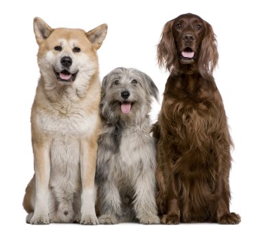 Irish Setter, Akita Inu and Pyrenean Shepherd dog, 4 years, 5 years, and 7 months old, in front of white background clipart