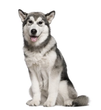 Alaskan Malamute, 4 months old, sitting in front of white backgr clipart