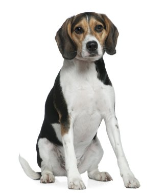 Beagle, 2 yıl yaşlı, önünde oturan arka plan beyaz.