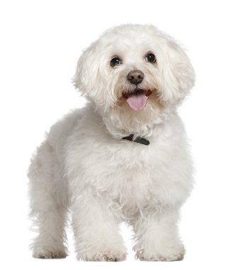 Bichon frise, 13 and a half years old, standing in front of white background clipart