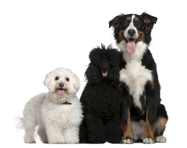 Bichon frise, Poodle and Bernese mountain dog, 13 and a half years old, 10 months and 17 months old, sitting in front of white background clipart