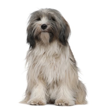 Tibetan Terrier, 1 year old, sitting in front of white background clipart