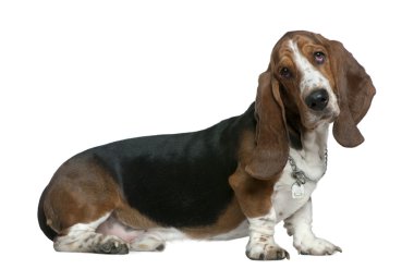 Basset hound, 22 months old, sitting in front of white background clipart