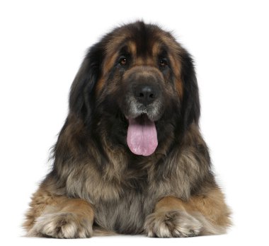 Leonberger dog, 5 years old, in front of white background clipart