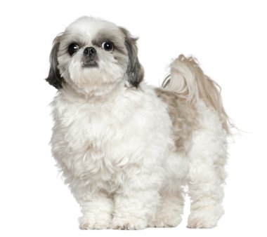 Shih tzu, 5 yaşında, beyaz arka plan duran