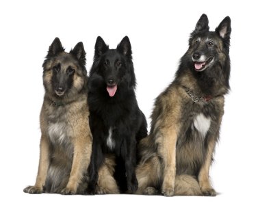 Two Belgian Shepherd dogs, Tervuren, and a Belgian Shepherd dog, Groenendael, 7 years, 2 years, and 4 years old, sitting in front of white background clipart