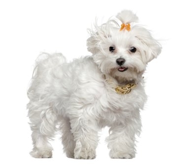 Maltese dog, 3 years old, standing in front of white background clipart