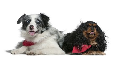 Border collie ve Cavalier King Charles Spaniel, 11 aylık ve 4 yaşında, beyaz arka planda yatıyorlar.