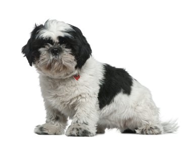 Shih tzu, 1 yaşında, beyaz arka plan oturan