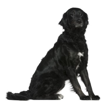 Labrador mixed with a Bernese mountain dog, 6 years old, sitting in front of white background clipart