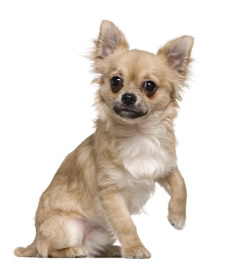 Chihuahua, 6 ay yaşlı, önünde oturan arka plan beyaz.