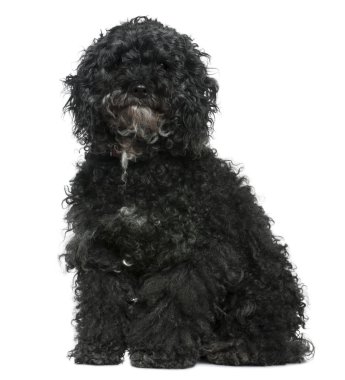 Maltese dog mixed with a Poodle, 11 years old, sitting in front of white background clipart