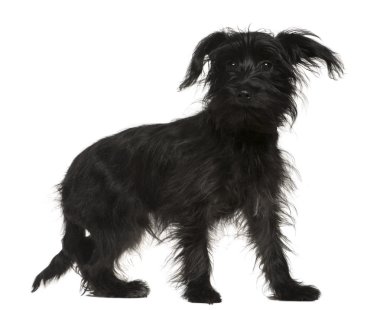 Shih-Tzu mixed with a Yorkshire Terrier, 5 months old, standing in front of white background clipart